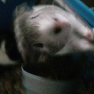 Meet your Posher, Barbara